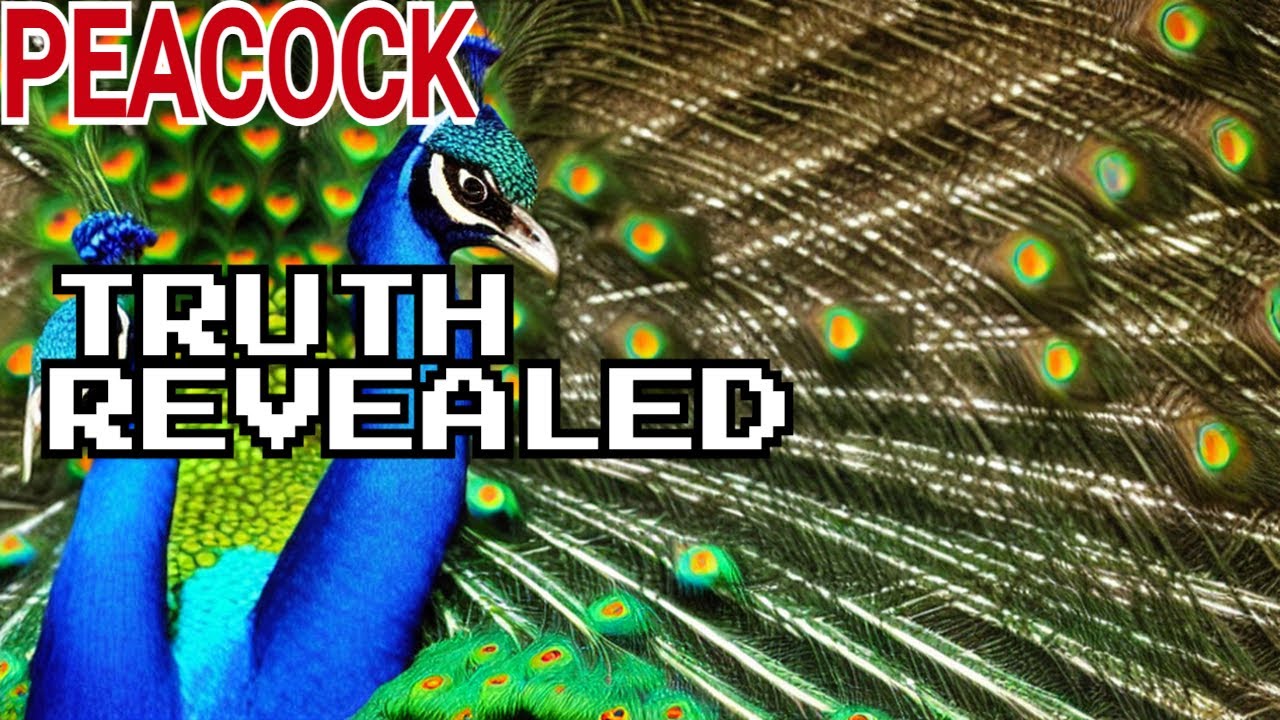 The Surprising Truth About Peacocks