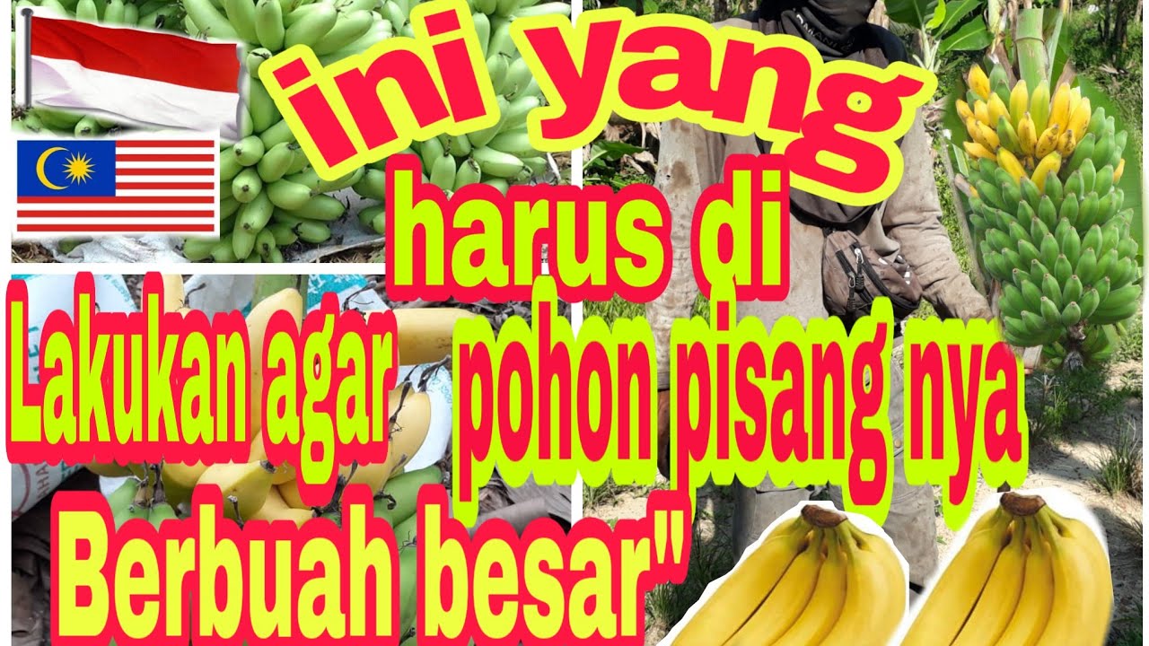 CARA BUDIDAYA PISANG DI LAHAN SELUAS 27 EKAR.. 
