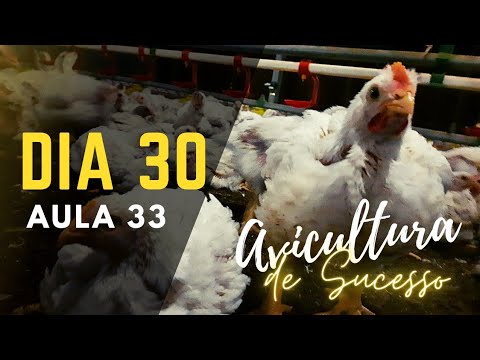 AULA 33 - CURSO AVICULTURA NA PRÁTICA frango de corte