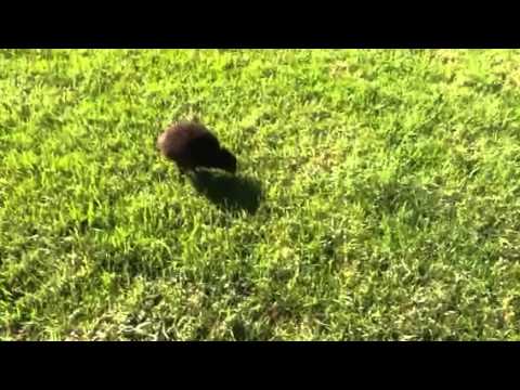 Cutest Baby Kiwi Bird Ever Youtube