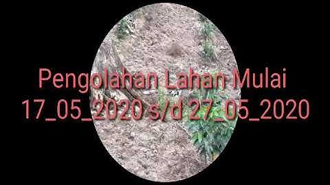 Proses Penanaman Jahe Gajah