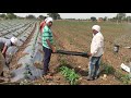 How to use Mulching Technique in India |मलचिंग पेपर का पुरी जाणकारी कैसे उपयोग मे लाये आप के खते मे