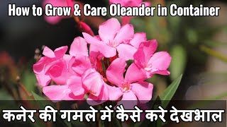 How to Grow & Care Oleander/ kaner in Container I कनेर को गमले में कैसे लगाये