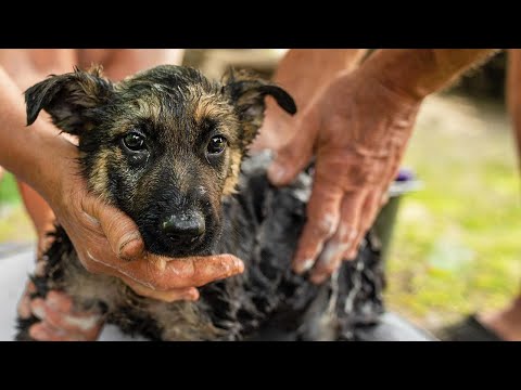 How to Get Rid of Fleas on Puppies the Natural Way