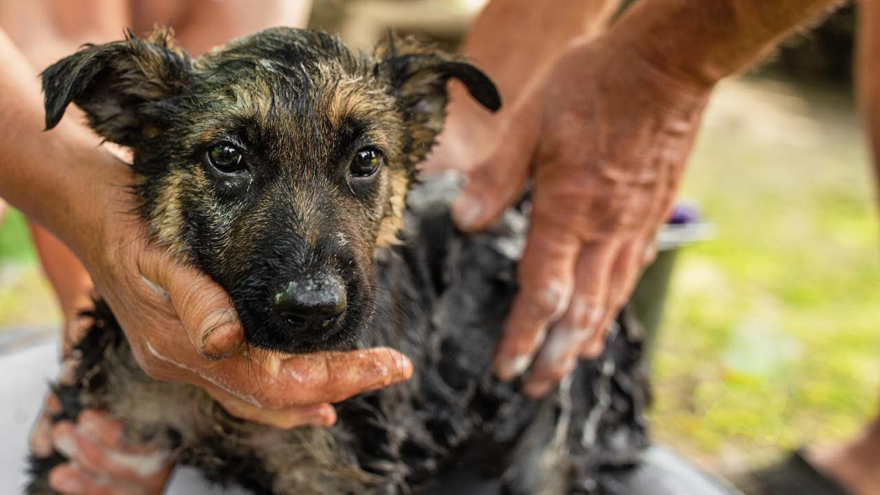 flea treatment for young puppies