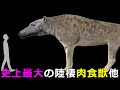 絶滅した大型肉食獣10選~アンドリューサルクス、スミロドン他~