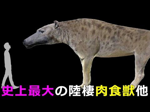 絶滅した大型肉食獣10選～アンドリューサルクス、スミロドン他～