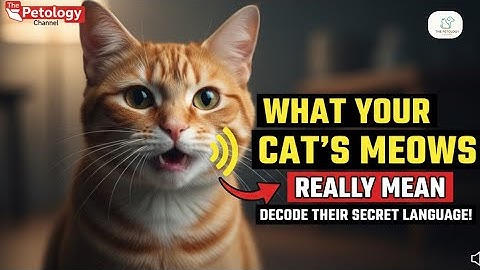 Why Do Cats Meow At You? (The Hidden Messages Behind Their Sounds)