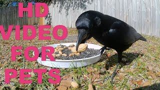 CROWS & SQUIRRELS     video for pets  EP 78