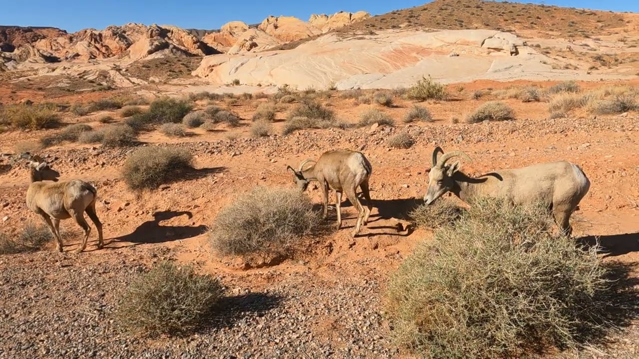 Valley of Fire State Park Drive on 3/19/25 in 4K