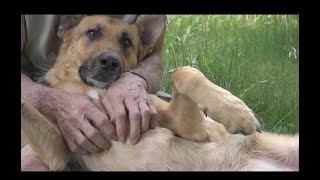 Group fosters pets for people recovering from drug, alcohol addiction