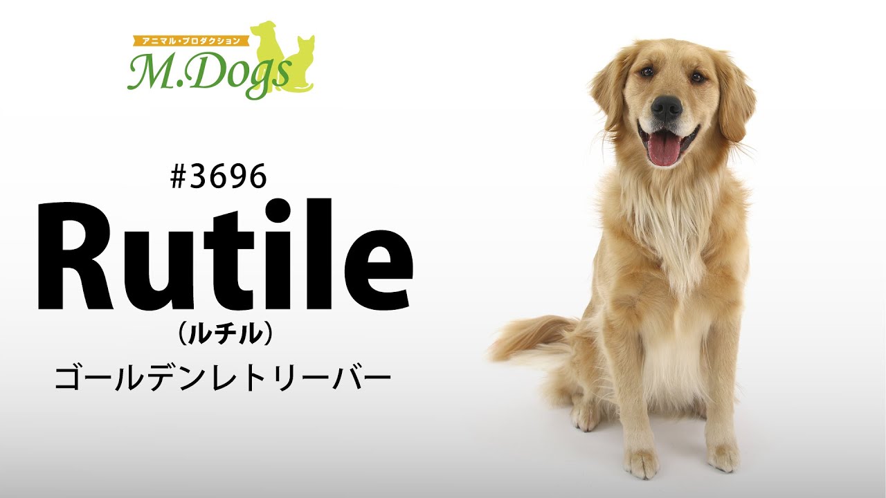 ペットモデル 動物プロダクションエムドッグス