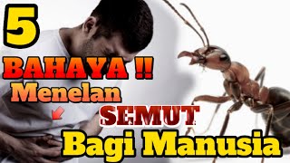 5 Bahaya Menelan SEMUT Bagi Manusia ||PERHATIKAN BAIK-BAIK ‼️