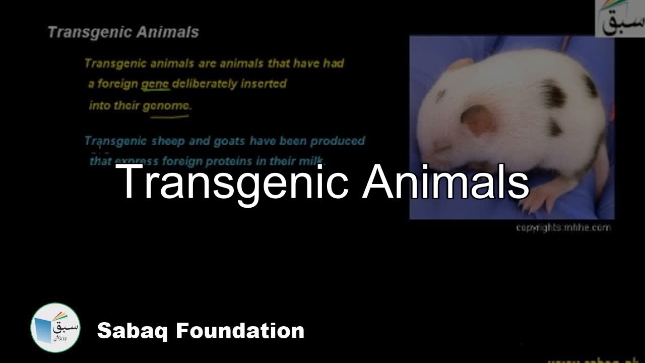 Transgenic Animals, Biology Lecture Sabaq.pk YouTube