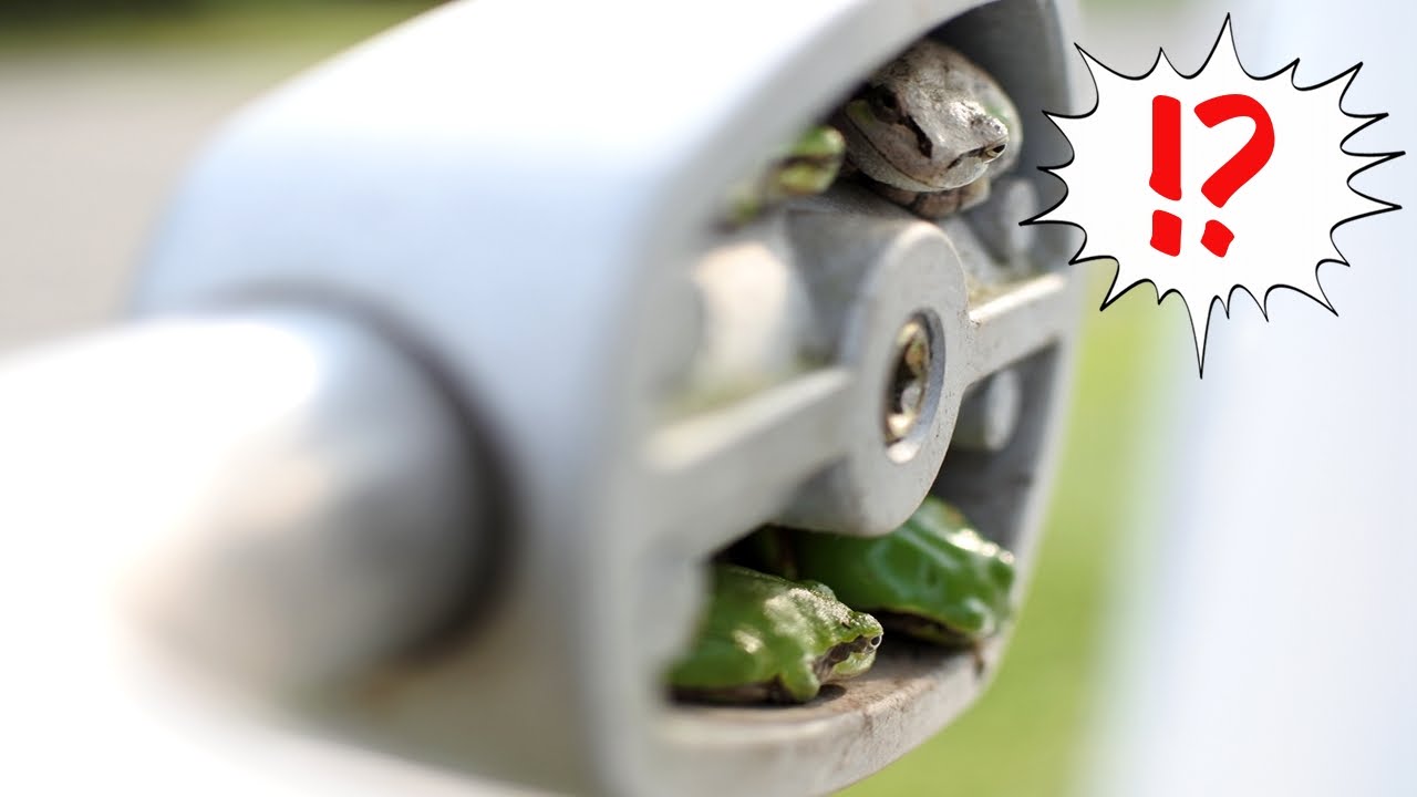 衝撃 7匹ものカエルが住み着いた自販機 アマガエル かえる かわいい Frog In The Vending Machine Japanese Tree Frog Youtube