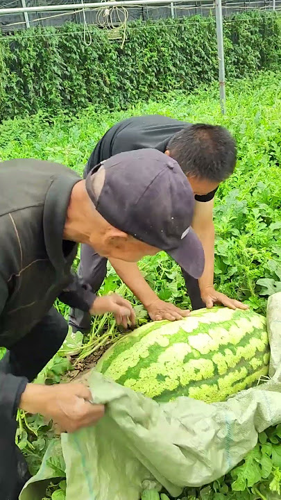 Harvest 200 catties of watermelon 🍉 Melon King#villagelife#farming#agriculture#planting #rurallife