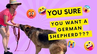 You Sure You Want A German Shepherd? by Meet the Chows 1,403 views 8 months ago 1 minute, 11 seconds