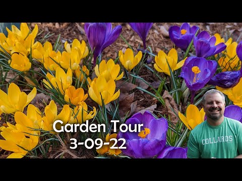 Garden Tour - Hyacinth, Daffodils, Crocus, Distylium, Camellia - 3/9/22