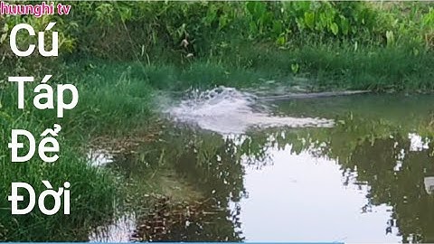 Câu cá lóc_Tes mồi mềm và một cú táp để đời/huunghi tv