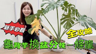 新手友好龜背芋換盆分株上柱一條龍全教學全攻略