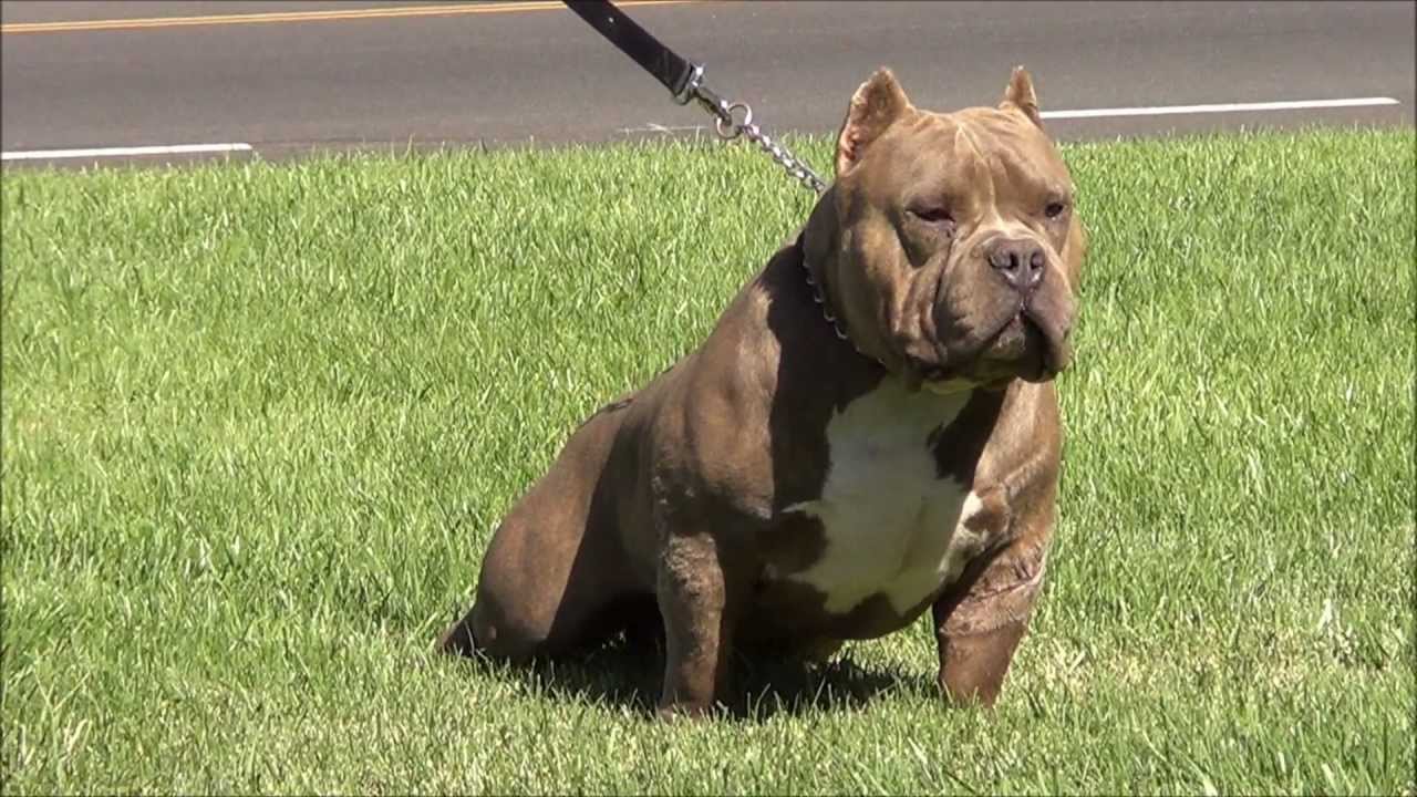 brindle bully dog