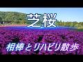 久々の散歩　綺麗な芝桜を見て来ました、相棒もすっかり元気に！