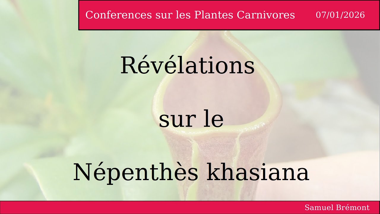 Révélations sur Népenthès khasiana par Samuel Brémont