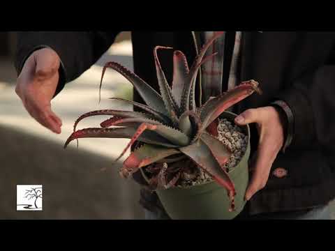Video: Ziemas tuksneša dārzkopība - rūpes par tuksneša augiem ziemā