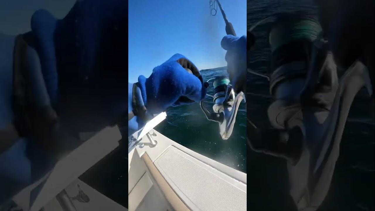 Мягкая пластиковая приманка для ловли голубого тунца с хвостовым плавником.