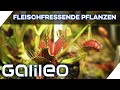Klappe zu, Fliege tot! - Fleischfressende Pflanzen und ihre Tricks | Galileo | ProSieben |