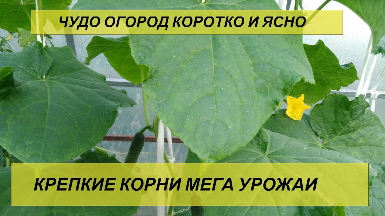 Обрезать листья у огурца: Дача, Сад, Огород Обрезать листья у огурца: Дача, Сад, Огород