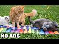 12 Hours Calming Music for Cats 💤 Peaceful Lullaby Music for Indoor Cat Sleep