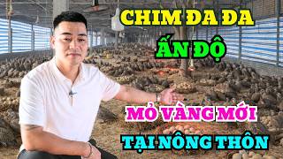 THE INDIAN PARROT (GAME CHICKEN) MODEL: A NEW GOLD MINE IN RURAL AREAS THAT NOT EVERYONE KNOWS AB...