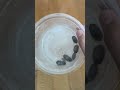 ゴキブリが大量に出た時の対処法 #shorts