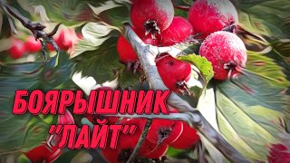 Лëгкая настойка из боярышника и яблок.