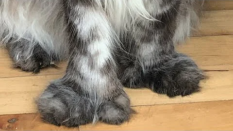 Video 11840941: polydactyl mainecoon cat, cute cat family, catio