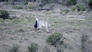 Penguins Polished off by Pumas | Big Cats | BBC Earth