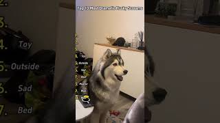 Top 10 Husky Screams