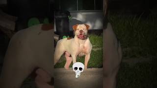 pitbull dog 🐶 very powerful 💀.