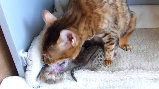 Welcome, introducing my two Bengal baby's.