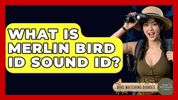 What Is Merlin Bird ID Sound ID? - Bird Watching Diaries
