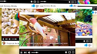 Tropical Aviary Birds - The channel with focus on aviary birds and breeding in bird aviary screenshot 5