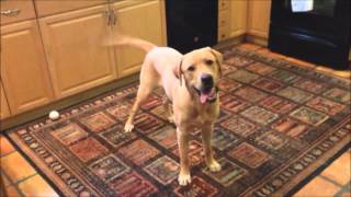 Our Dog Goes Crazy for a Treat by Sam Gosiewski 111,012 views 9 years ago 39 seconds