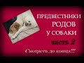 Предвестники родов ч2