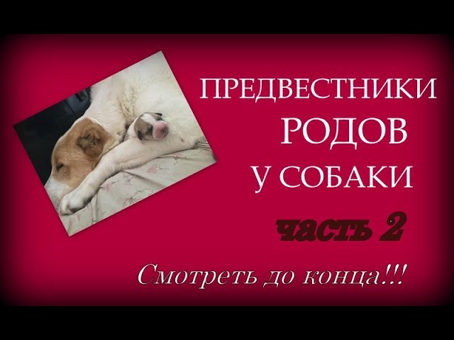 признаки родов у собаки признаки родов у собаки