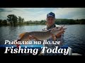 Рыбалка на Волге. Клевый День - Fishing Today