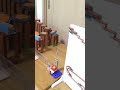 【Marble Run Race】 Trick Shots ☆ おもちゃピタゴラ334 (VER2) HABAスロープ #shorts #marblerun #asmr