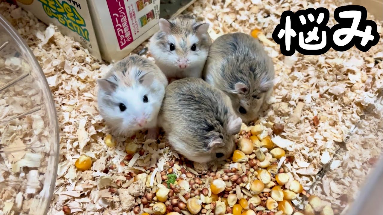 The Hamster Channel has a problem - YouTube