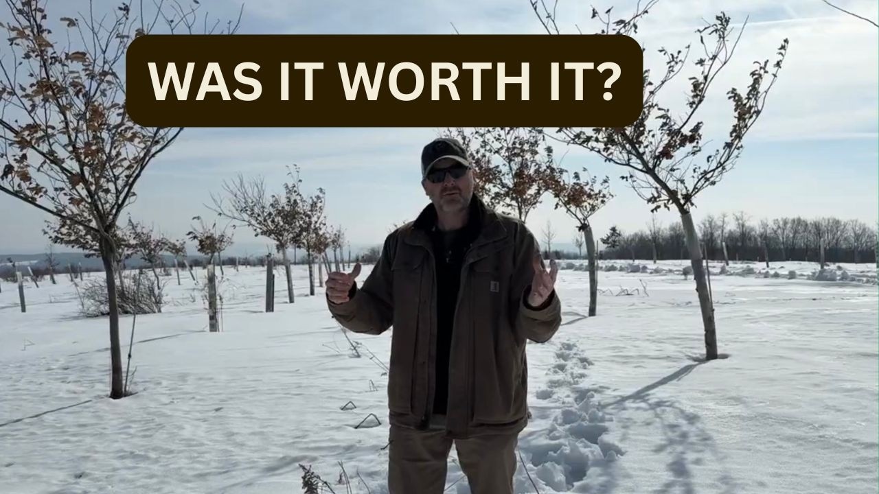 I Planted a Chestnut Orchard — Here’s What Happened After 11 Years