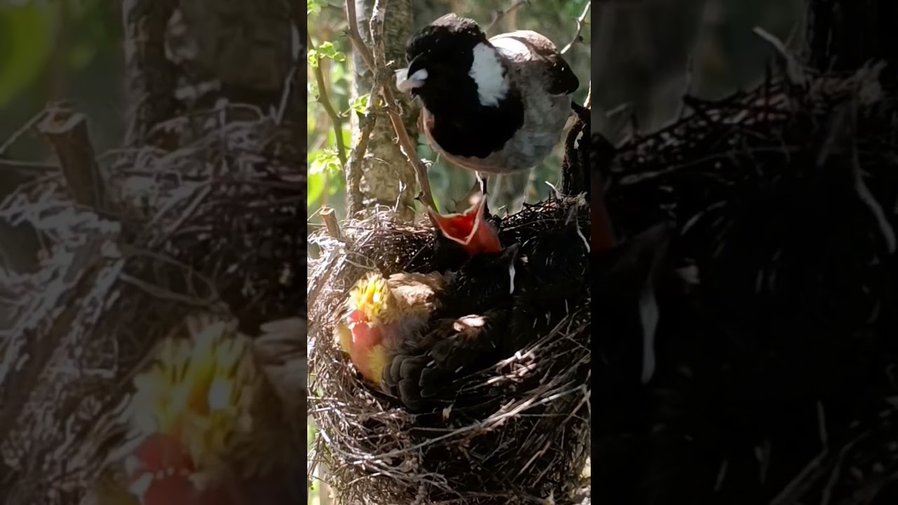 Himalayan Bulbul Nestlings – Tiny Crowns of the Wild (P 3) 